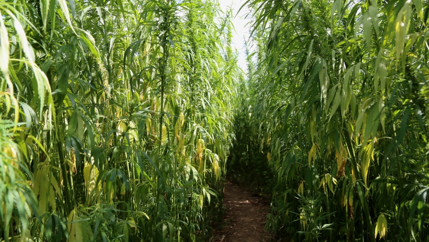 Hanf-Labyrinth in Marienfelde