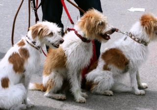 Hundebetreuung