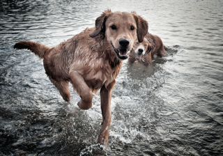 Nasse Hunde
