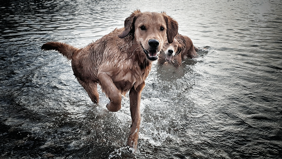 Nasse Hunde