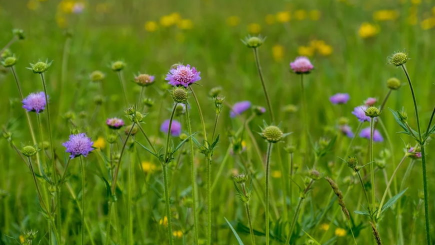 Wiese mit Acker-Witwenblume