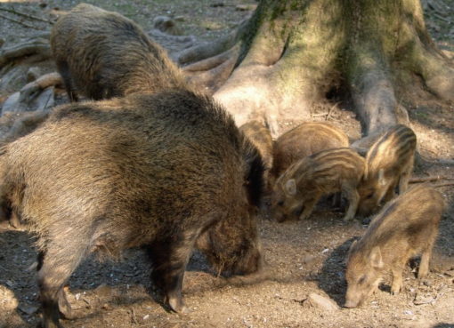 Wildschweine - Sus scrofa