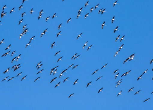 Wildgänse auf dem Weg nach Süden