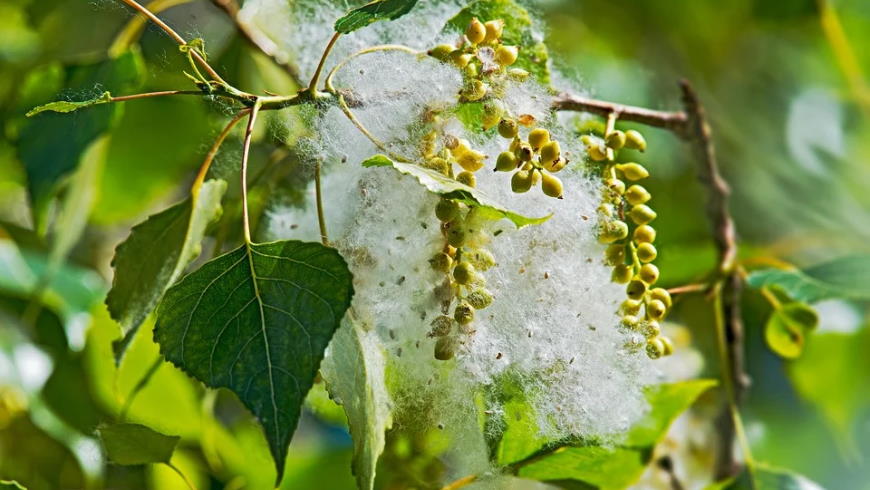 Blatt und Blütenstände der Schwarzpappel mit Samen- und Fruchtwandfasern – Foto: Pixabay