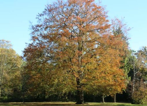 Rotbuche (Fagus sylvatica