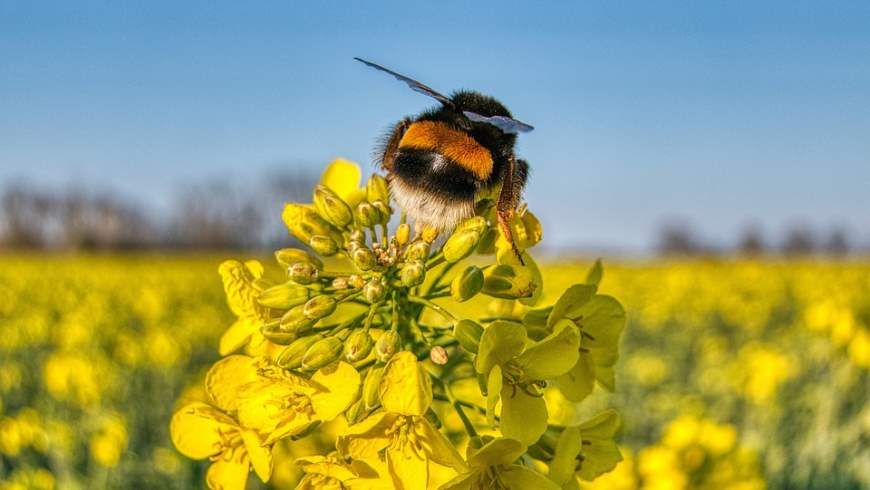 Rapsblüte mit Hummel