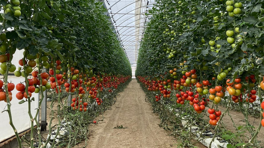 Tomatengewächshaus in Südspanien