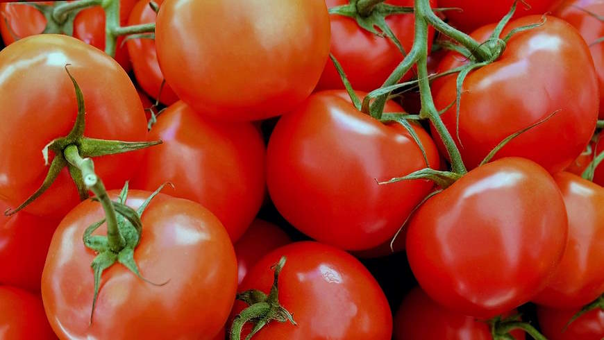 Tomaten künftig mit fairen Lieferketten