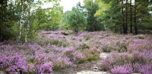 Lieberoser Heide, Erika blüht im August