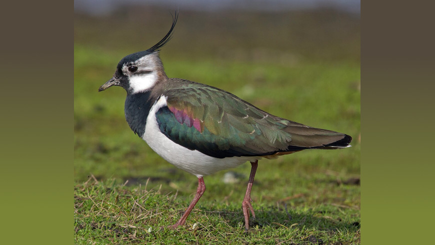 Kiebitz ist der Vogel des Jahre 2024