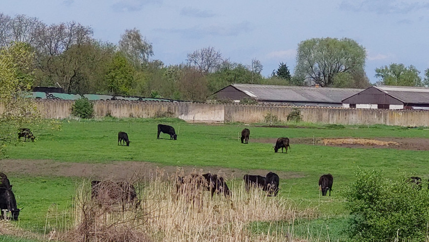 Kühle am Mühlensee in Oberkrämer 