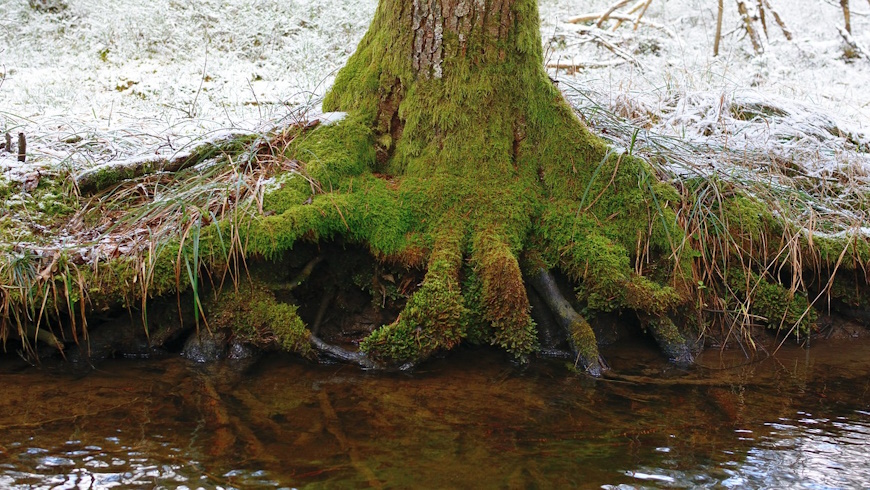 Baumwurzeln & Stauwasser