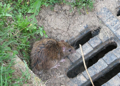 Wanderratte - Rattus norvegicus