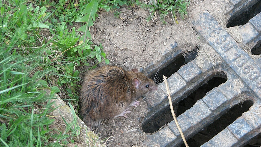 Wanderratte - Rattus norvegicus