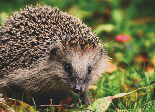 Braunbrustigel (Erinaceus europaeus)