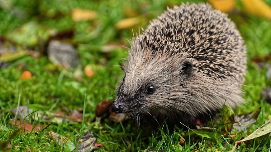 Igel