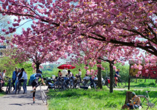 Trubel an der TV Asahi Kirschblütenallee zu Ostern