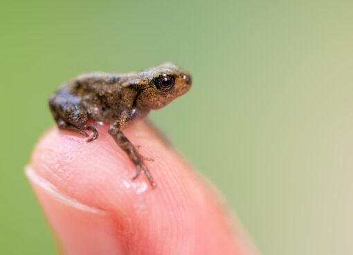Erdkröte ( Bufo bufo )