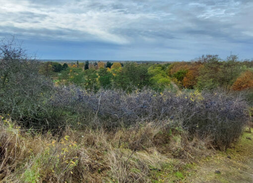 Schlehensträucher im Freizeitpark Marienfelde