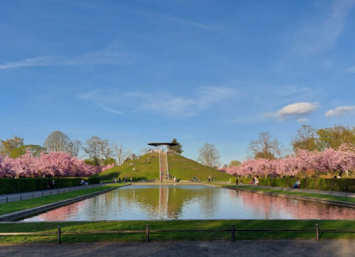 Kirschblüte im Lilienthalpark in Lichterfelde
