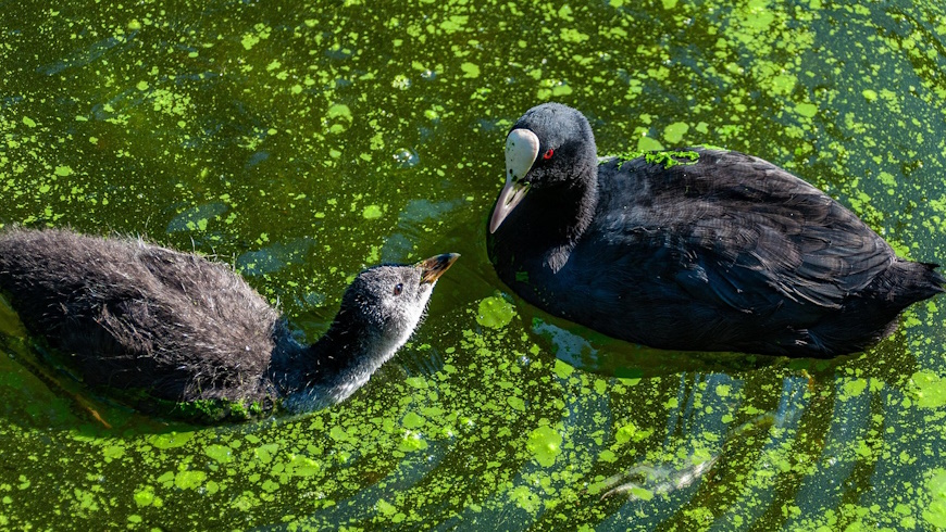 Algenwachstum & Blaualgen