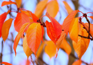 Herbstlaub