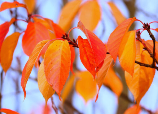 Herbstlaub